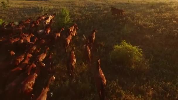 Widok z lotu ptaka na konie jeździeckie i ogiery stadne — Wideo stockowe