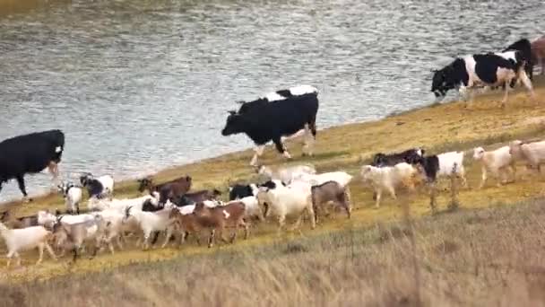 Una manada de vacas caminando por la orilla del río — Vídeo de stock