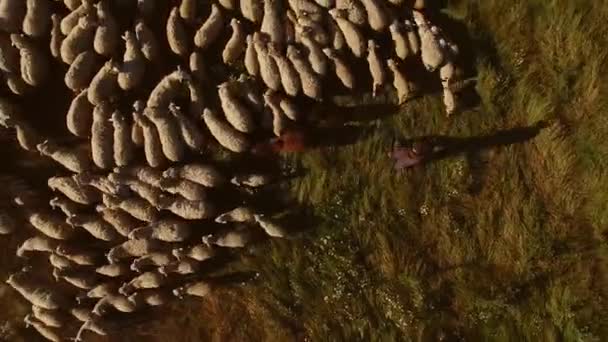 羊の群れの空中ビュー男と白羊 — ストック動画