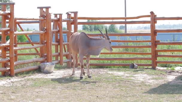 Antilope in uno zoo — Video Stock