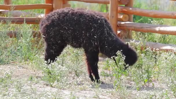 Alpaca comer hierba negro llama en la naturaleza — Vídeo de stock