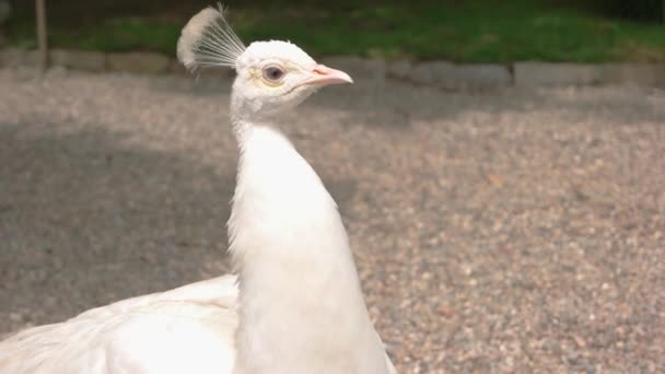 Bellissimo pavone bianco uccello esotico — Video Stock