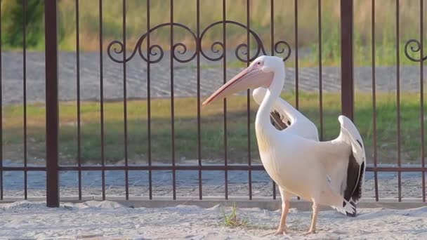 Piękny pelikan w zoo pelikan flirtuje do odwiedzających zoo — Wideo stockowe