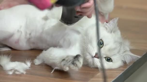 Britânico shorthair branco sendo preparado animal de estimação recebendo corte de cabelo gato — Vídeo de Stock