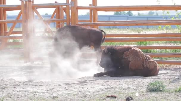 Wisent gräbt Grube aus und hebt Hufbisonstaub in Voliere — Stockvideo