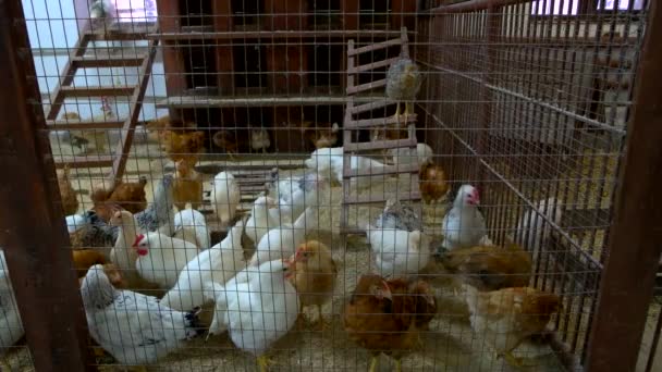 Broiler chicken incubator on animal farm — Stock Video