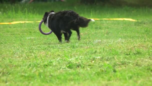 Прикордонна колі собака біжить з іграшкою-пульверизатором — стокове відео