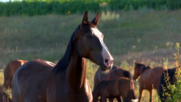 Caballo marrón está masticando animales en un prado salvaje — Vídeos de Stock