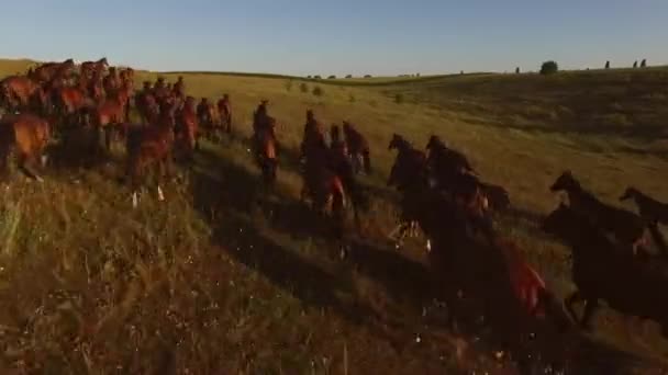 Brązowe konie biegną stadem koni i bezchmurne niebo — Wideo stockowe