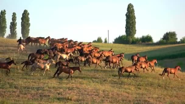 Brązowe konie biegające po trawie czyste niebo nad łąką — Wideo stockowe