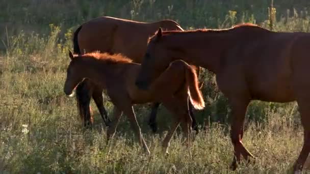 Cavalos marrons andar no prado animal está comendo grupo grama de garanhões — Vídeo de Stock