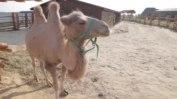 Camello en el zoológico el camello bactriano — Vídeos de Stock