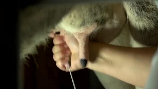 Nahaufnahme weiblicher Hände beim Melken einer Kuh — Stockvideo