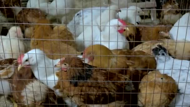Close up many chickens in metal cage iron cage full of hens countryside chicken — Stock Video