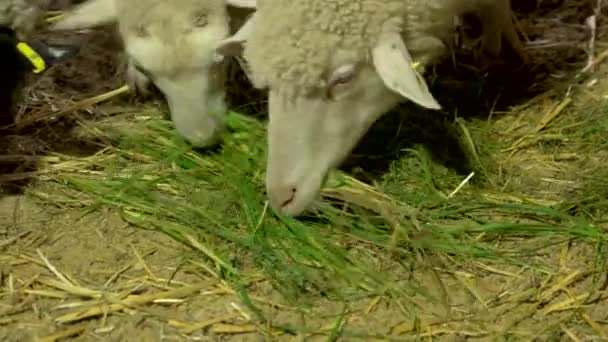 Cerca de ovejas comiendo hierba verde en la granja — Vídeo de stock