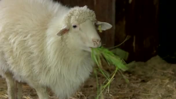 gros plan brebis blanche mangeant du foin dans l'écurie