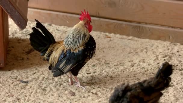 Colorful rooster walking on sand — Stock Video
