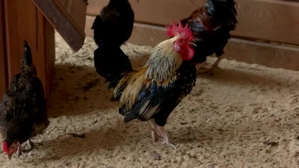 Bite colorée avec crête rouge sur la tête des poulets et des coqs dans le poulailler — Video