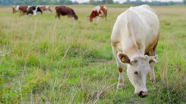 Vaca comer grama pasto verde produtos lácteos orgânicos — Vídeo de Stock