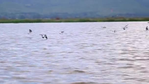 Skarvar som flyger över vattnet — Stockvideo