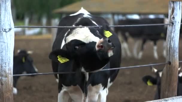 Vaca furar a cabeça através da cerca bezerro com etiquetas — Vídeo de Stock