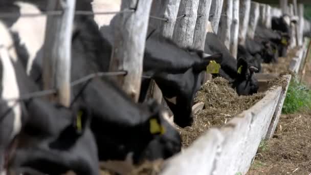 A tehenek a kerítés melletti vályúból esznek. — Stock videók