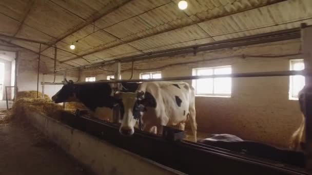 Tehenek egy istállóban szarvas állatok rágni élelmiszer-mezőgazdaság — Stock videók