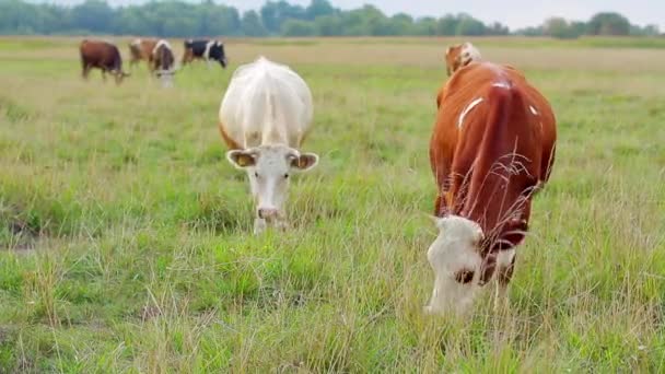 Vacas pastam na aldeia no campo — Vídeo de Stock