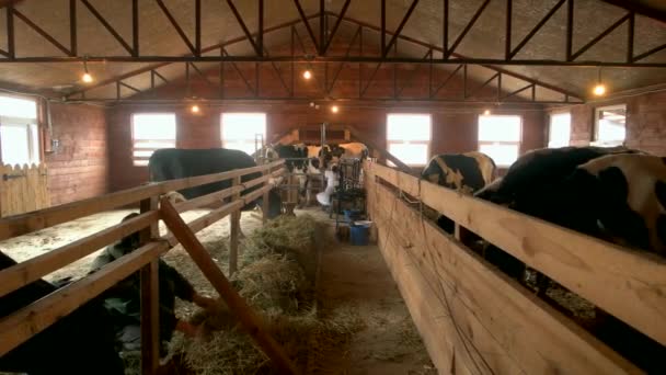 Tejelő tehenek, amelyek szénát esznek az istállóban — Stock videók