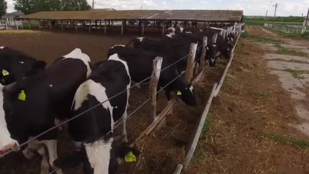 Vacas estão perto de cerca animais domésticos estão comendo — Vídeo de Stock