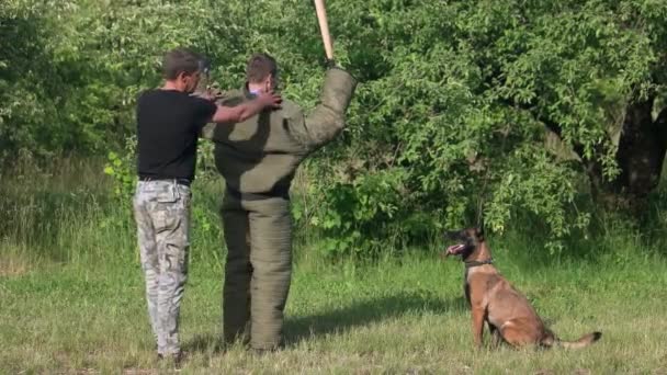 Detención de un perro entrenado en ejercicio de cinnología criminal — Vídeo de stock