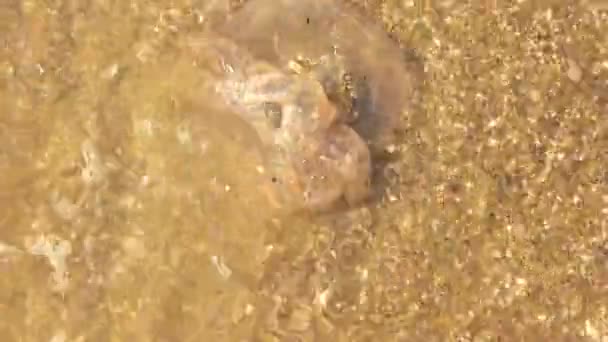 Meduse morte in meduse d'acqua sulla riva del mare — Video Stock