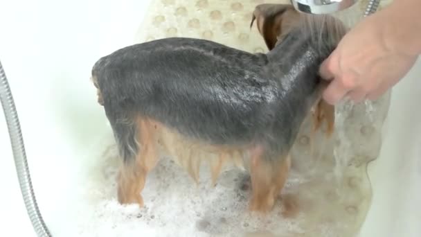 Anjing mandi di gerakan lambat york terrier basah — Stok Video