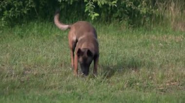 Köpek kayıp bir şey buldu. Köpek çimenlerde kayıp bir şey buldu.