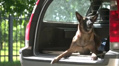 Köpek arabanın bagajında havlıyor.