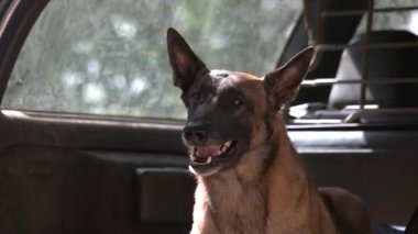 Köpek bagajın içinde havlıyor.