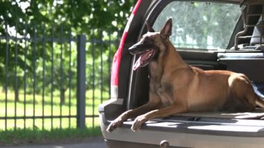 Köpek bagajın içinde yatıyor.