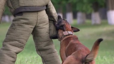 Köpek dişleri heykelciklerin giysilerini yırtıyor.