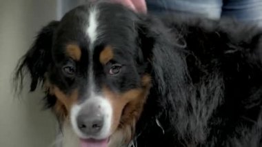 Bernese dağ köpeğinin yüzü