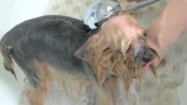 Kadın eli bir köpeği yıkıyor banyo yapan komik bir York teriyeri