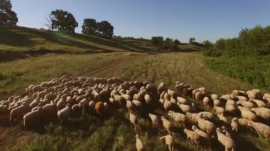 Koyun sürüsü otlakta yürüyen hayvanlardır.