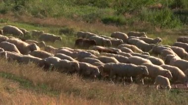 Koyun sürüsü yürüyen bir hayvan sürüsüdür.