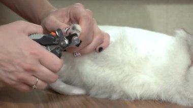 Kedi tırnağı makası kullanan eller. Kedi tımarlıyor.