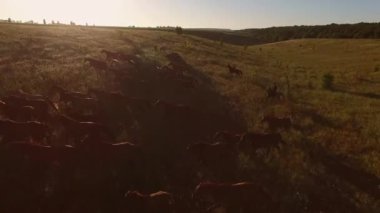 Atlar çayırda koşar. İki atlı gün doğumunda çobanları kovalar.