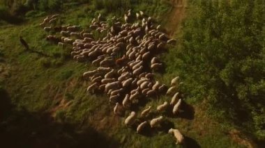 Bir grup koyun ve insan çayırda yürüyor.