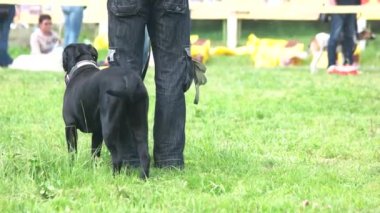 Adam köpeğine emirler yağdırmayı öğretiyor.