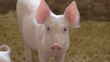 Piggy saman arka planda beyaz renkli domuz