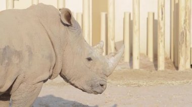 Gergedanda bir gergedanın yakın plan kuşhanesinde.