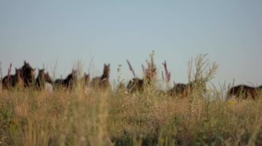 Koşan atlar gökyüzünde arka planda kahverengi renkli toynaklı hayvanlar