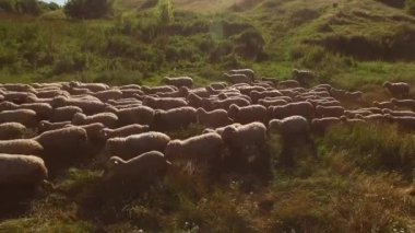 Koyunlar yeşil çayırlarda yürüyorlar.
